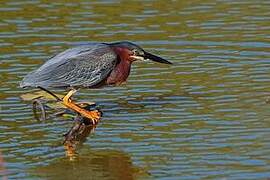 Green Heron