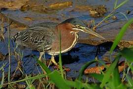 Green Heron