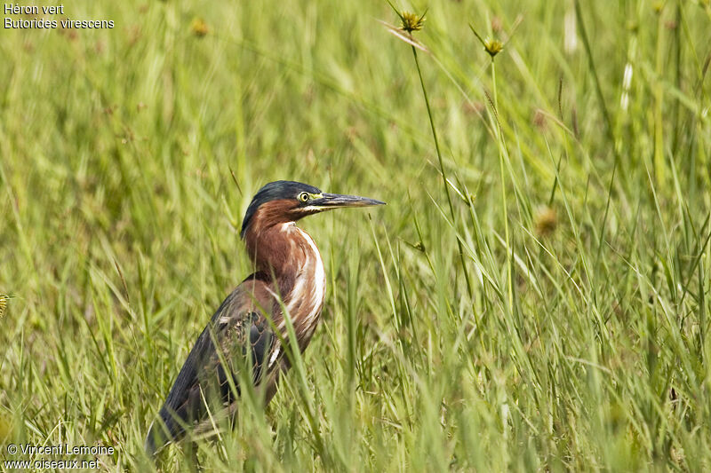 Green Heron