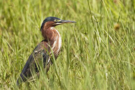 Green Heron