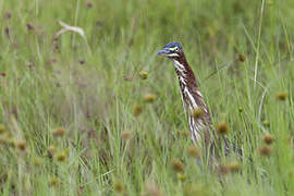 Green Heron