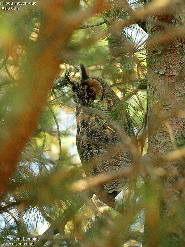 Hibou moyen-duc