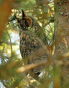 Long-eared Owl