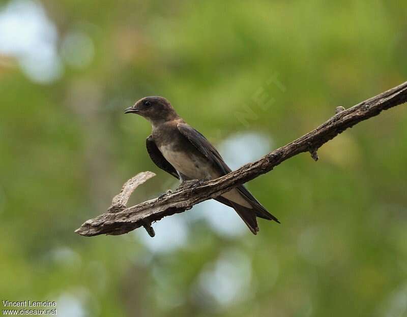 Hirondelle à ventre blancimmature, identification