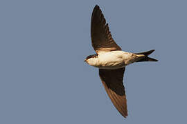 Western House Martin