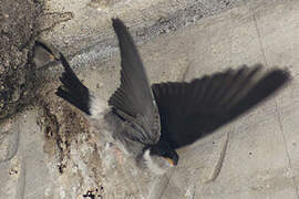 Western House Martin