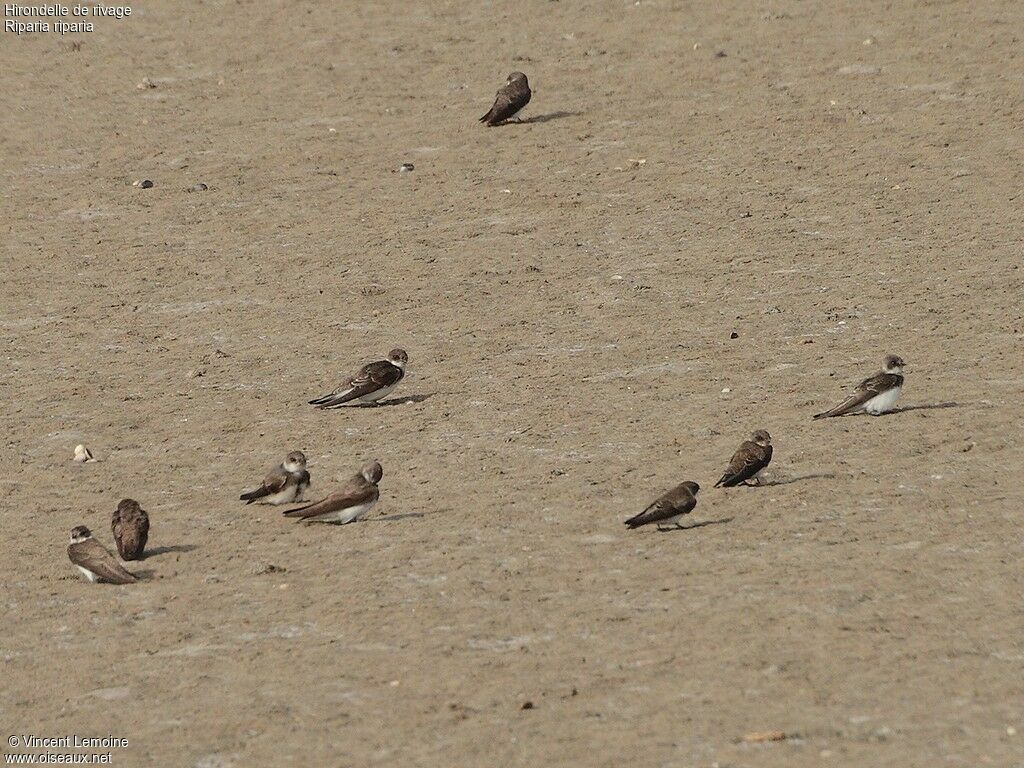 Sand Martin