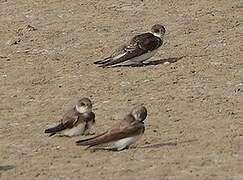 Sand Martin