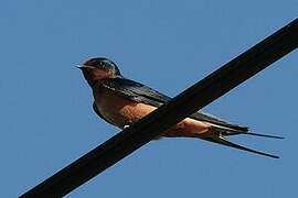 Barn Swallow