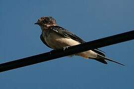 Barn Swallow