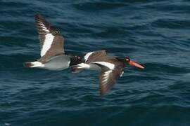 American Oystercatcher