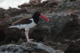 American Oystercatcher