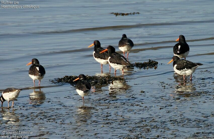 Eurasian Oystercatcher