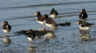 Eurasian Oystercatcher