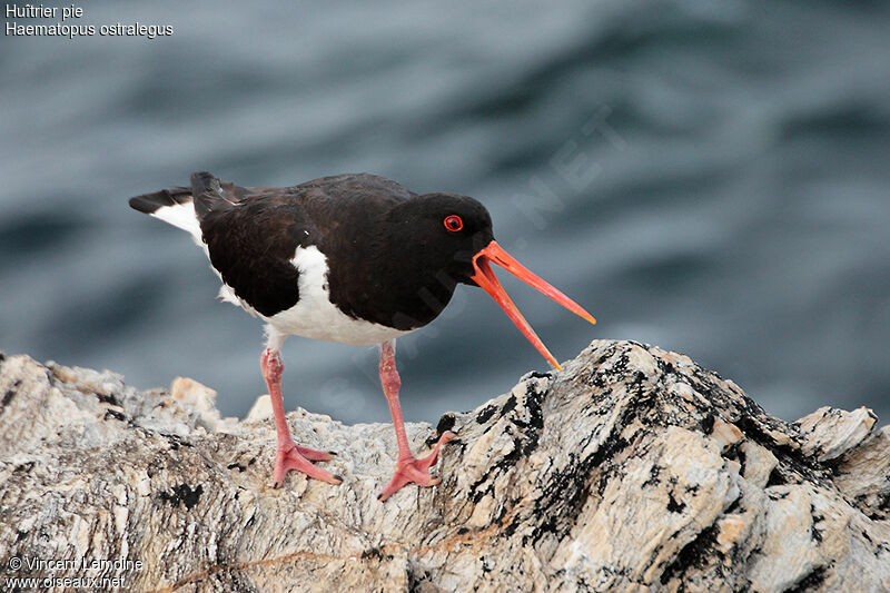 Eurasian Oystercatcher