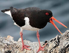 Eurasian Oystercatcher