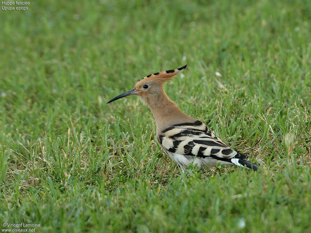 Eurasian Hoopoe