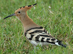 Eurasian Hoopoe