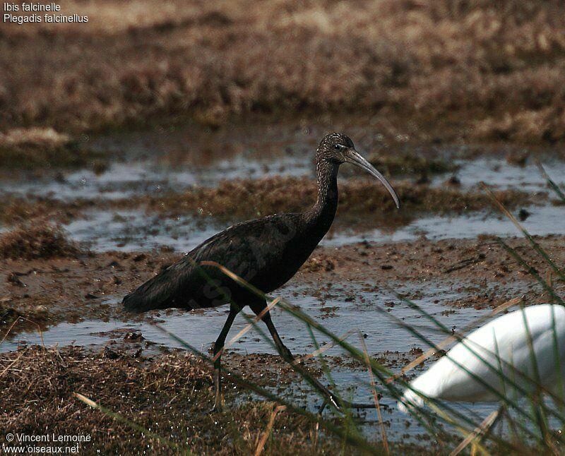 Glossy Ibisjuvenile