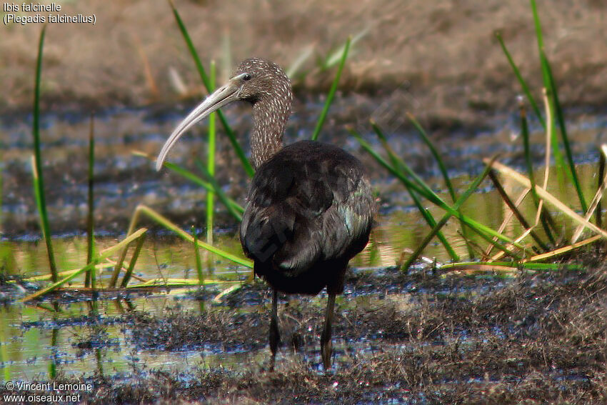 Ibis falcinelle