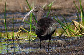 Ibis falcinelle