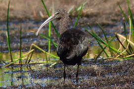 Ibis falcinelle