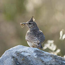 Cochevis huppé