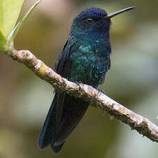 Colibri à tête bleue