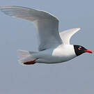 Mouette mélanocéphale