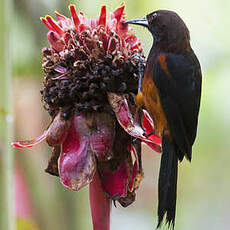 Oriole de la Martinique