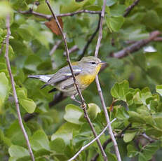 Paruline à collier