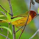 Paruline des mangroves