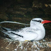 Phaethontiformes