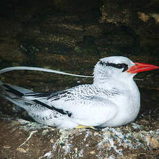 Phaéton à bec rouge