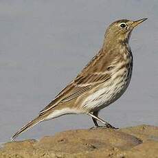 Pipit spioncelle