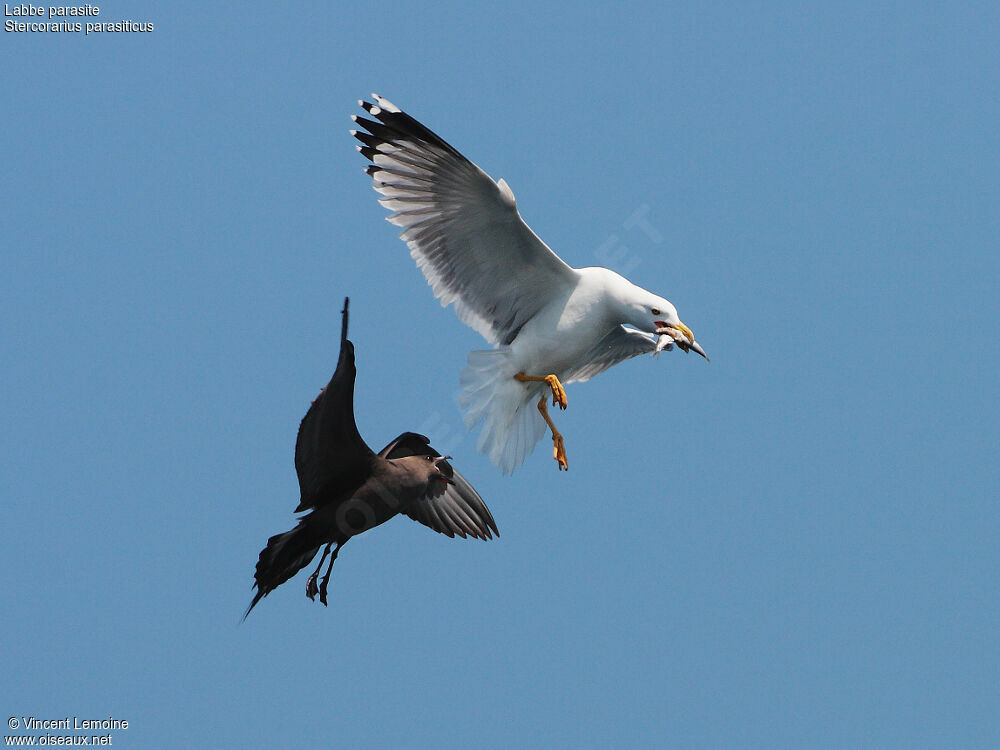 Parasitic Jaegeradult, Behaviour