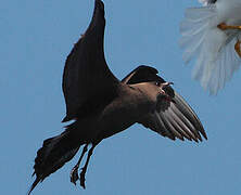 Parasitic Jaeger