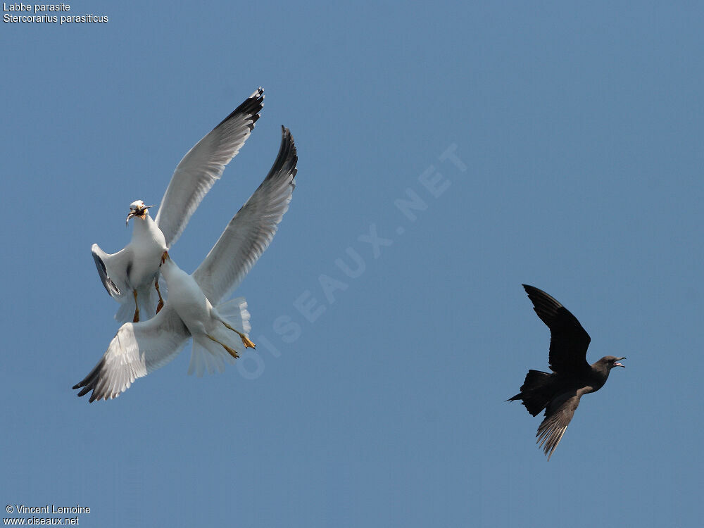 Parasitic Jaegeradult