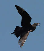 Parasitic Jaeger