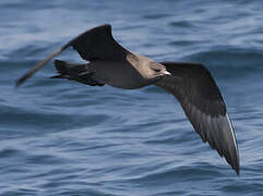 Parasitic Jaeger