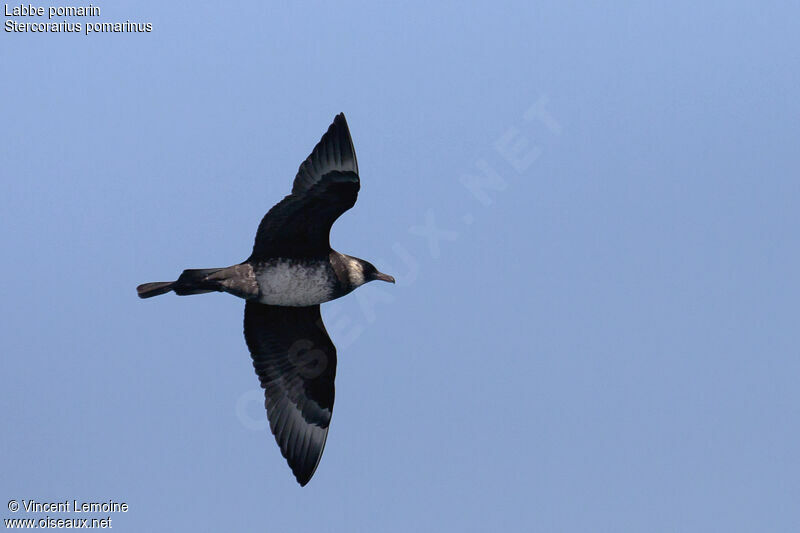 Pomarine Jaeger