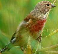 Common Linnet