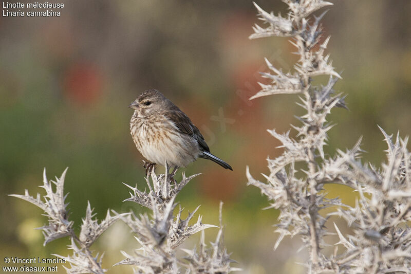 Common Linnet female adult