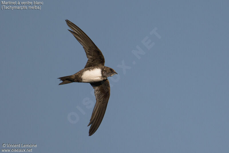 Alpine Swift, identification, close-up portrait, Flight