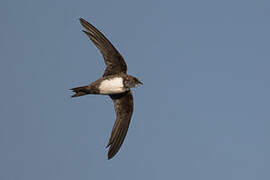 Alpine Swift