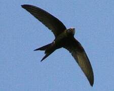 Common Swift