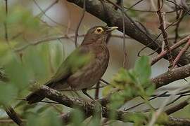 Spectacled Thrush