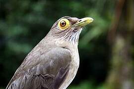 Spectacled Thrush