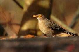 Spectacled Thrush