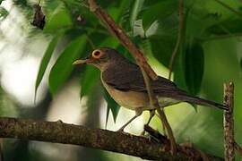 Spectacled Thrush